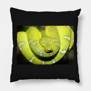 Emerald Tree Boa #1 Pillow