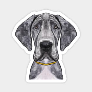 Cute Great Dane Drawing Magnet