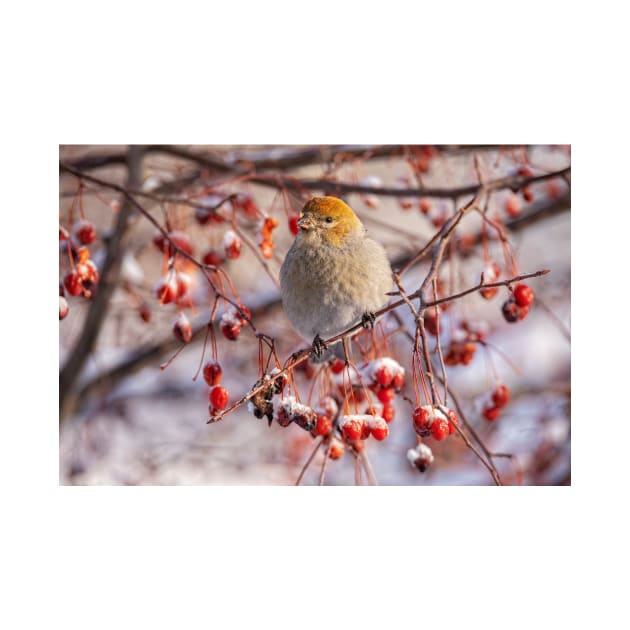 Pine Grosbeak by Eunice1