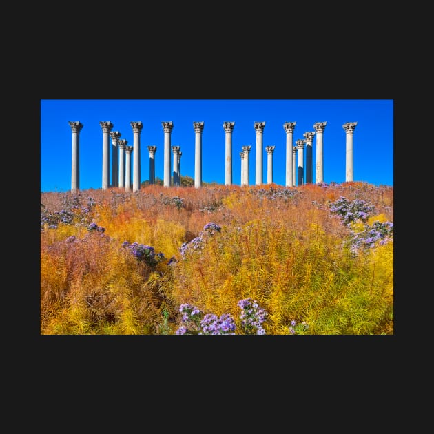 Capitol Arboretum Columns by somadjinn