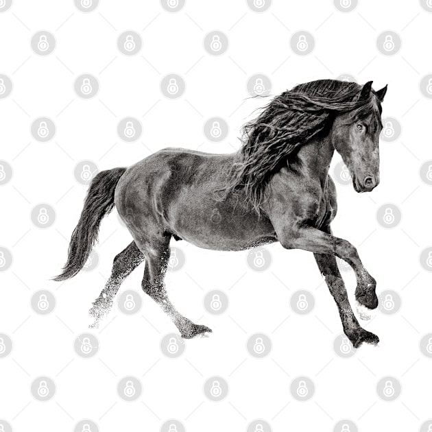 Black and White Friesian Stallion by Ory Photography Designs