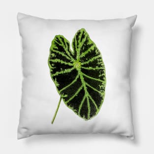 Colocasia esculenta 'Illustris' - Botanical Illustration Pillow