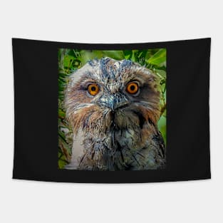 Tawny Frogmouth Chick Tapestry