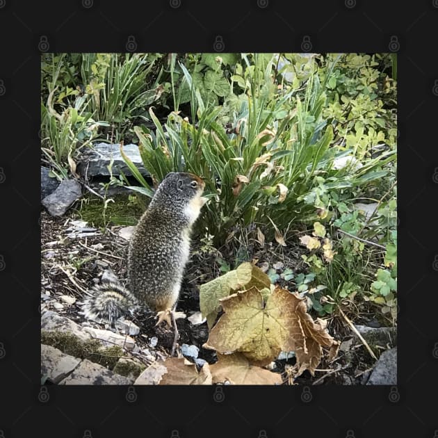 Ground Squirrel by Sparkleweather