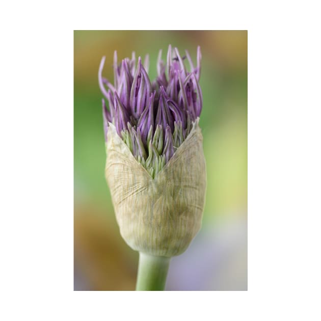 Allium  &#39;Powder Puff&#39;  AGM  Ornamental onion by chrisburrows