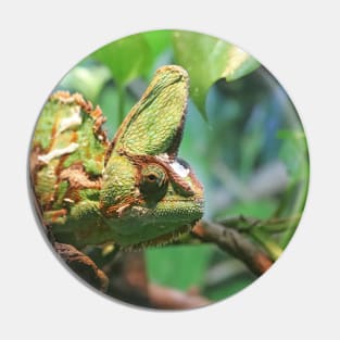 Veiled Chameleon Pin