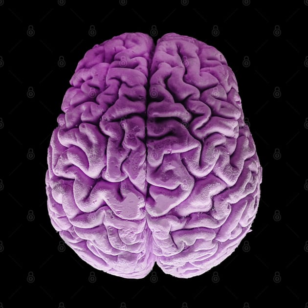 The Purple Brain by Bugsponge