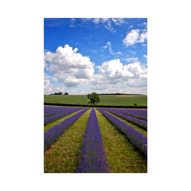 Lavender Field Purple Flowers Cotswolds England by AndyEvansPhotos