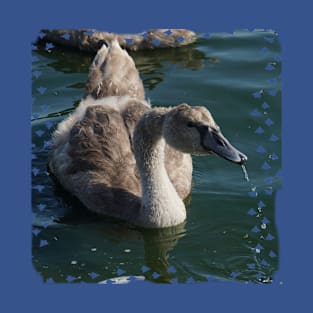 Cygnet Drinking T-Shirt