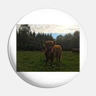 Scottish Highland Cattle Calf 2029 Pin