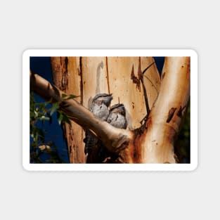 Tawny Frogmouth_6258AC Magnet