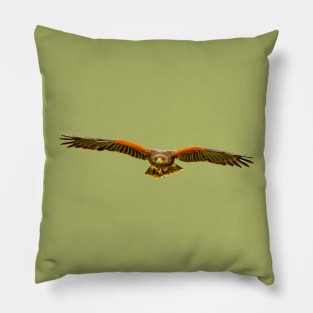 Coming at you Harris Hawk Pillow