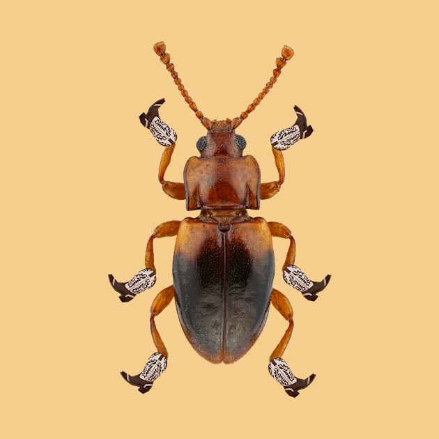 Billy The Booted Beetle by AnyoneCanYeehaw