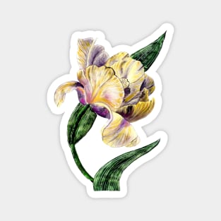 A tulip Magnet