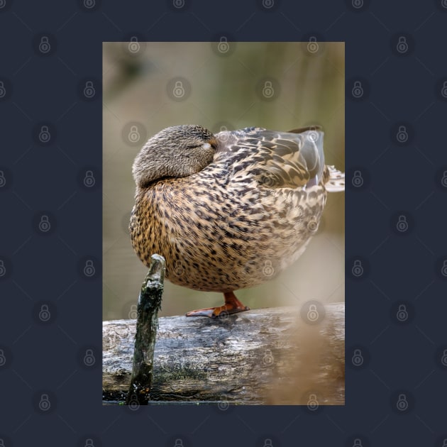 Power Nap Duck Photograph by love-fi