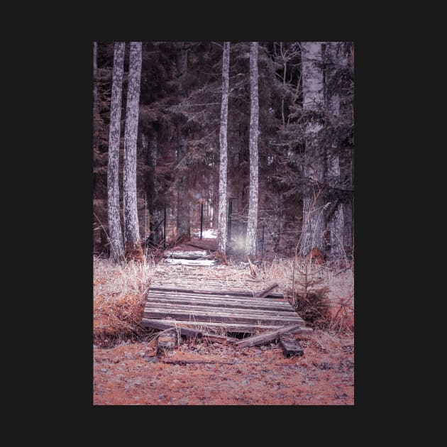 Old wooden bridge in forest by lena-maximova