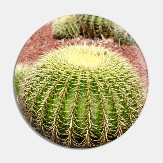 Serenity in Succulents - Cactus Photo Art Pin by HFGJewels