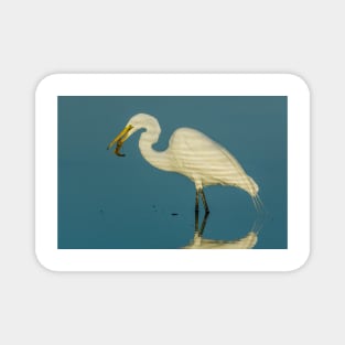 Great Egret with Shrimp Magnet