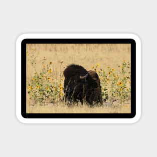 Buffalo at Antelope Island Great Salt Lake Utah Magnet