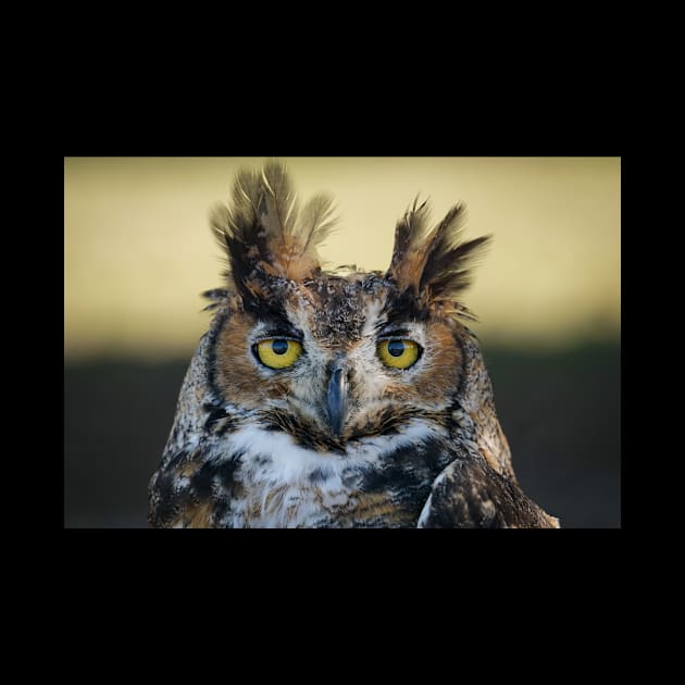 Great Horned Owl portrait by Todd Graven Photography 