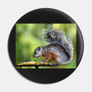 Variegated Squirrel Pin