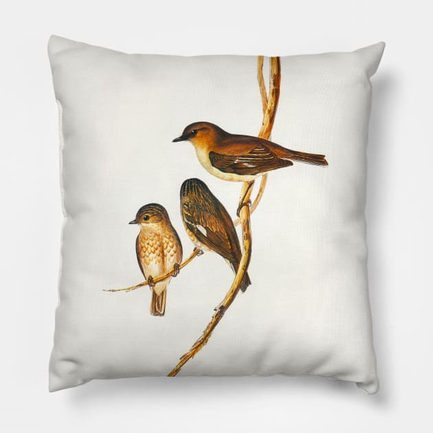 Dusky Robin (Petroica fusca) Pillow by WAITE-SMITH VINTAGE ART