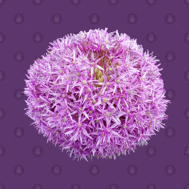 Purple Allium Floral Photo by ellenhenryart