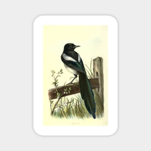 Magpie Magnet
