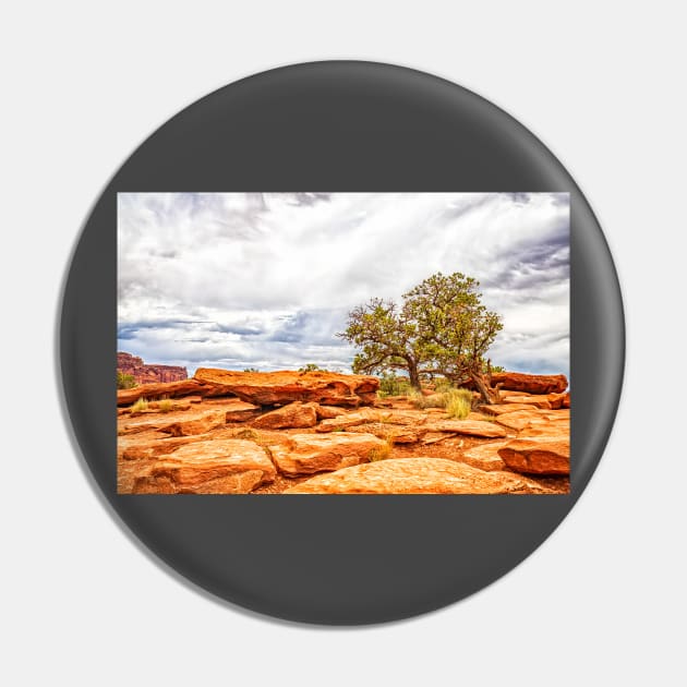 Juniper Tree, Capitol Reef National Park Pin by Gestalt Imagery