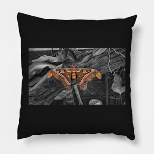 African Moth Pillow