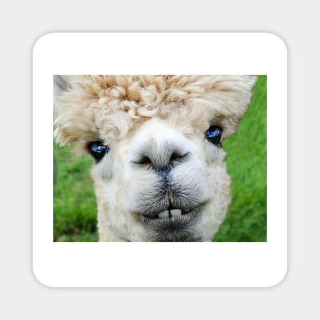 Funny Cute Alpaca - Alpaca - Magnet | TeePublic Funny Cute Alpaca - Alpaca - Magnet | TeePublic