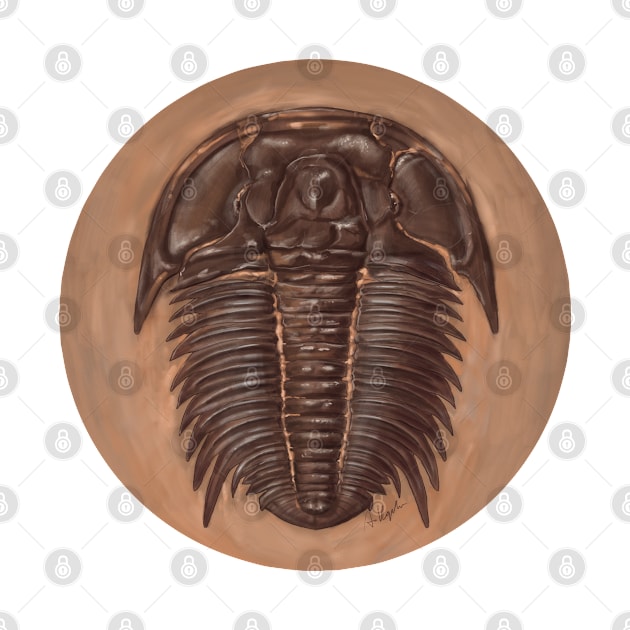 Trilobite Modocia typicalis, original artwork by Naturascopia