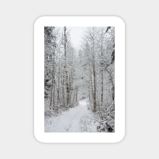 Snow Covered Trees Line The Path Magnet