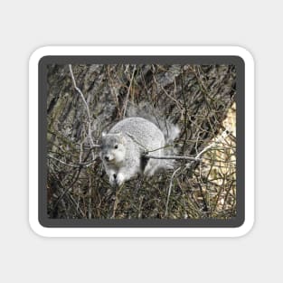 Delmarva Fox Squirrel, wildlife photography, wild animals Magnet