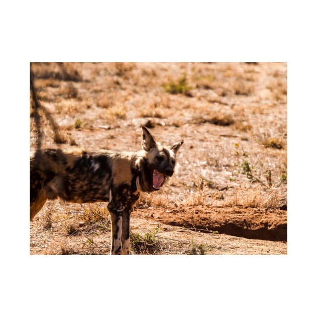 Wild dog by brians101