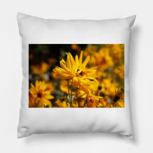 Flowering yellow coneflower Pillow