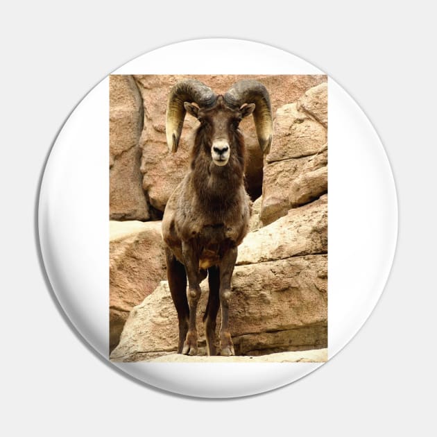 Big Horn Sheep Pin by Scubagirlamy