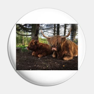 Scottish Highland Cattle Cow and Calf 2098 Pin