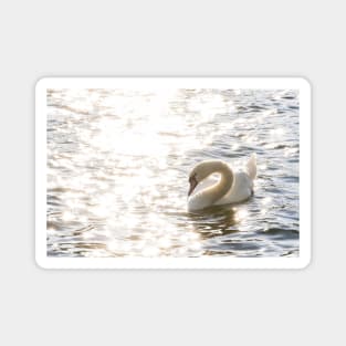 Fairytale Swimming Swan Magnet