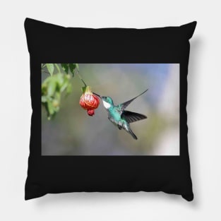 White-throated Hummingbird Pillow