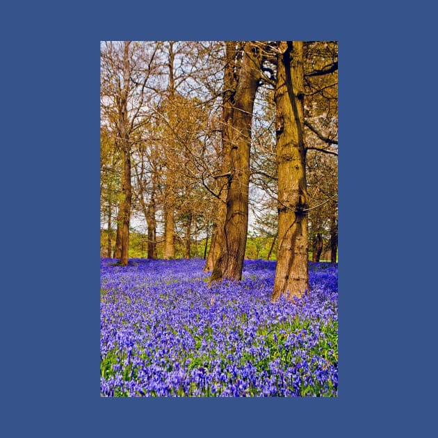 Bluebell Woods Greys Court England UK by AndyEvansPhotos