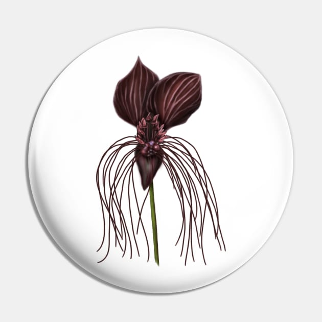 Bat Flower, Tacca chantrieri Pin by H. R. Sinclair