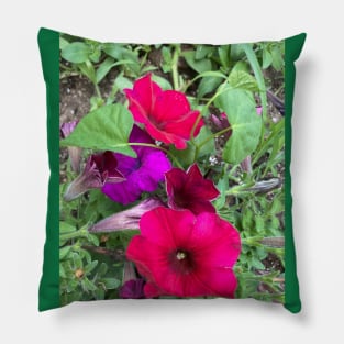 Multicolored Petunias Pillow