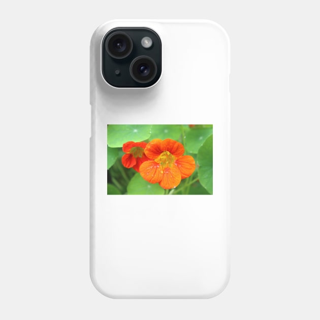 Nasturtium Flowers Phone Case by pinkal