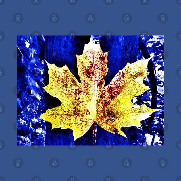 Maple Leaf in Blue Nature by danieljanda