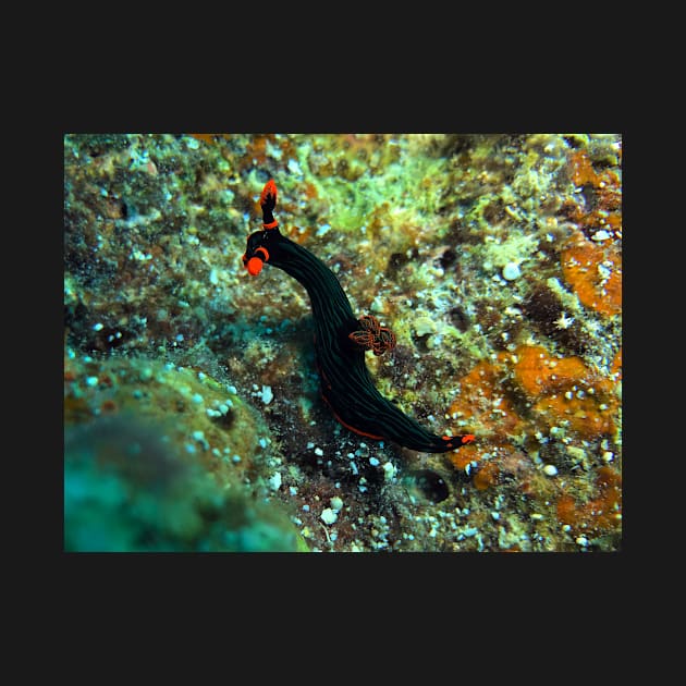 Nembrotha kubaryana nudibranch by likbatonboot