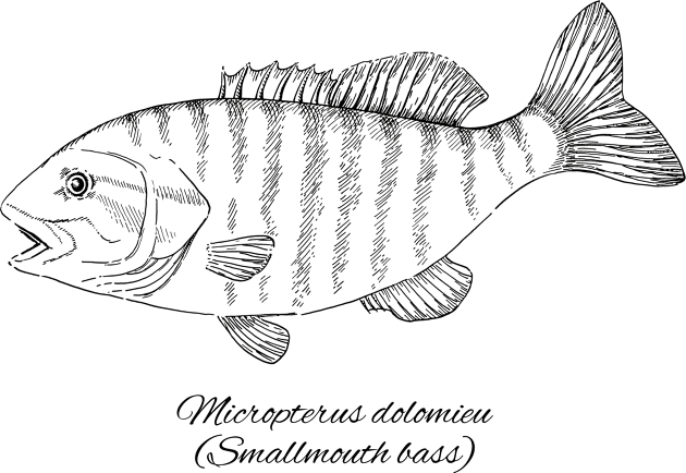 MICROPTERUS DOLOMIEU Kids T-Shirt by eugeniahauss