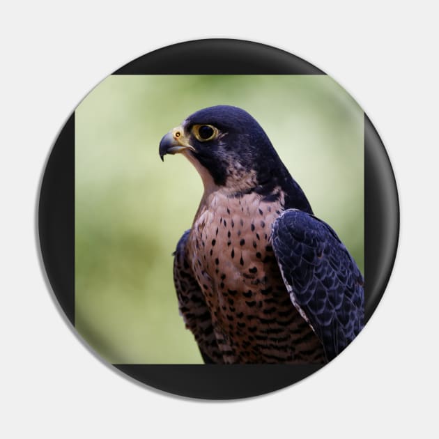 Peregrine Falcon Pin by SHWILDLIFE