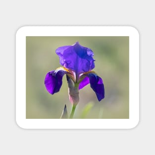 Purple Bearded Wild Iris Magnet