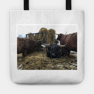 Scottish Highland Cattle Cows and Bull 2181 Tote